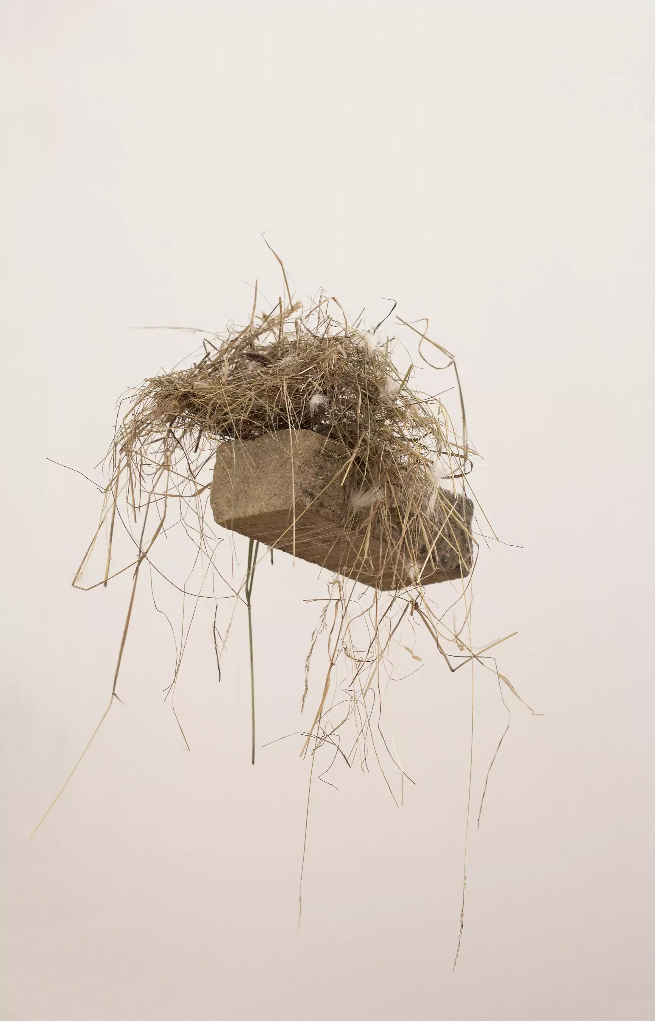 Recycled taxidermy, nylon, faux pearls, chicken wire, plastic, concrete